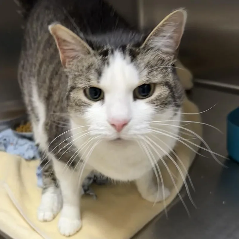 A senior large-sized female Domestic Short Hair cat named Poppy for adoption in Naperville, IL