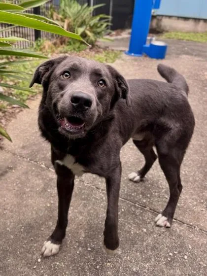 An adult large-sized male Labrador Retriever dog named Grizzly for adoption in New Orleans, LA