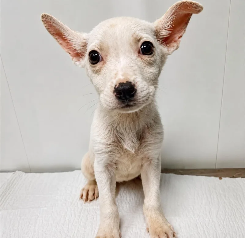 A baby small-sized female White / Cream Chihuahua dog named Mochi for adoption in Littleton, CO