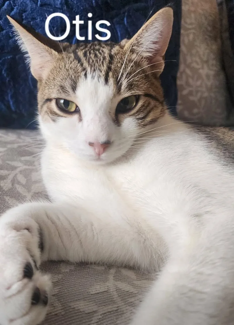 Otis