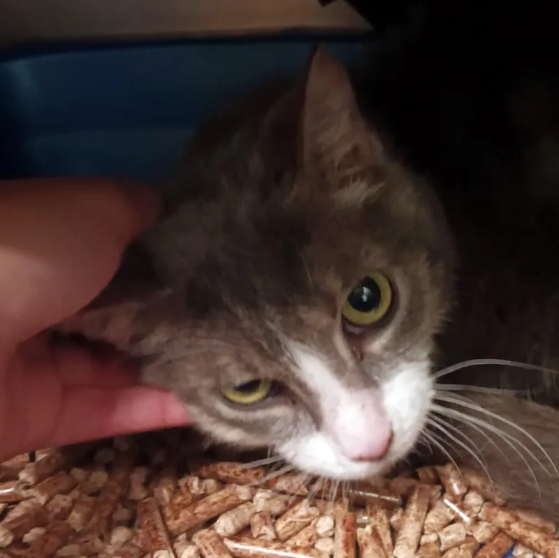 A young medium-sized female Domestic Short Hair cat named Kili for adoption in Olean, NY