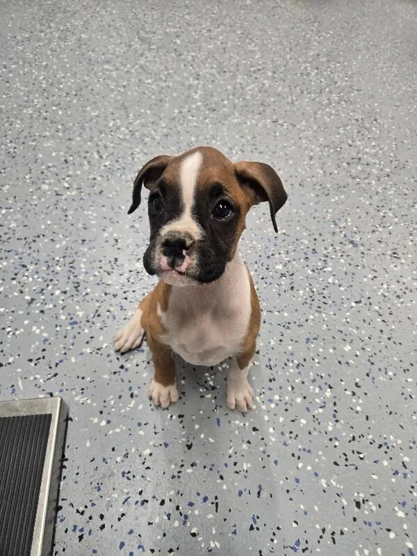 A young medium-sized female Boxer dog named Melody for adoption in Yankton, SD