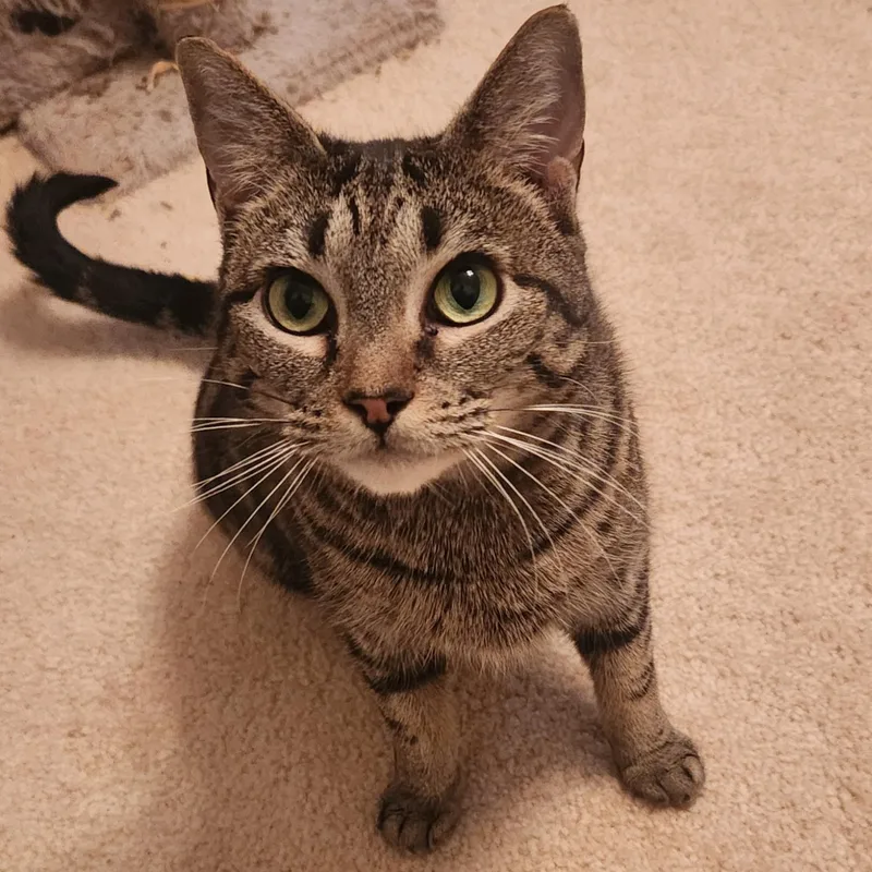 An adult medium-sized female Tabby (Brown / Chocolate) Domestic Short Hair cat named Mia for adoption in Fort Oglethorpe, GA