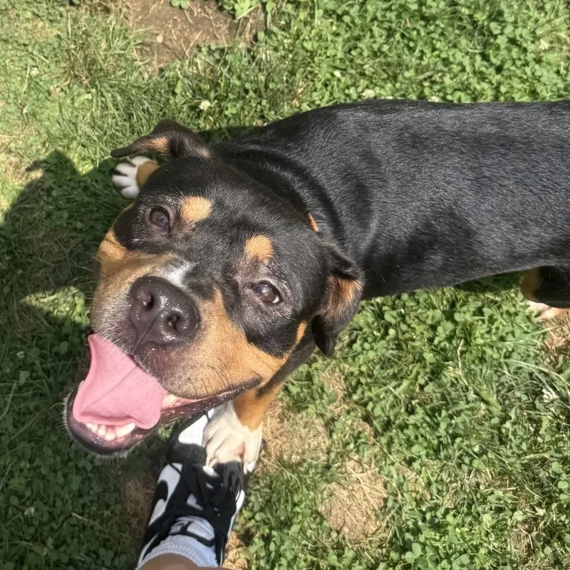 A young medium-sized male Tricolor (Brown, Black, & White) Mixed Breed dog named Lincoln for adoption in Youngstown, OH