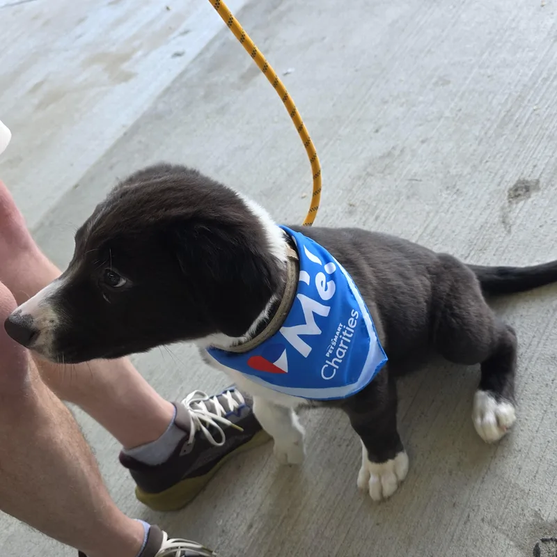 A baby medium-sized male White / Cream Border Collie dog named Bear for adoption in Dallas, TX