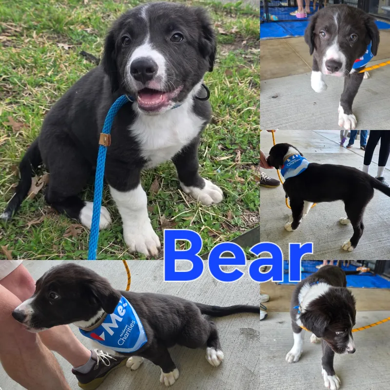 Bear thumbnail 5