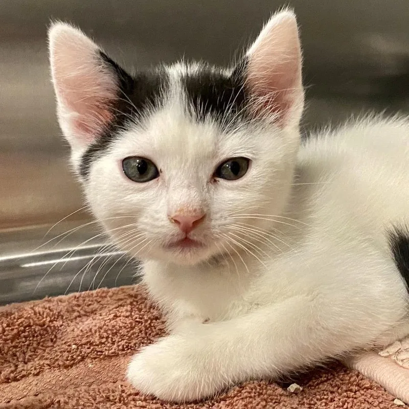 An adult small-sized female Black Domestic Short Hair cat named Pepo for adoption in Tucson, AZ