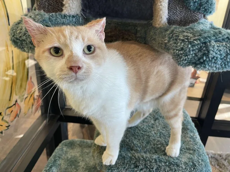 A senior large-sized male Buff & White Domestic Short Hair cat named Cloud for adoption in Chestertown, MD