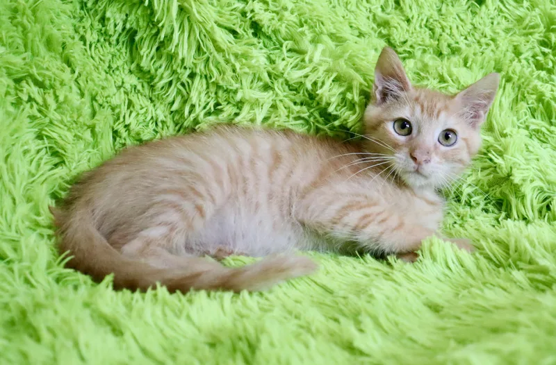 A baby medium-sized male Orange / Red Tabby cat named Cashew for adoption in Saint Augustine, FL