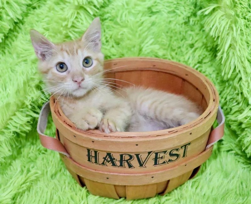Cashew thumbnail 3