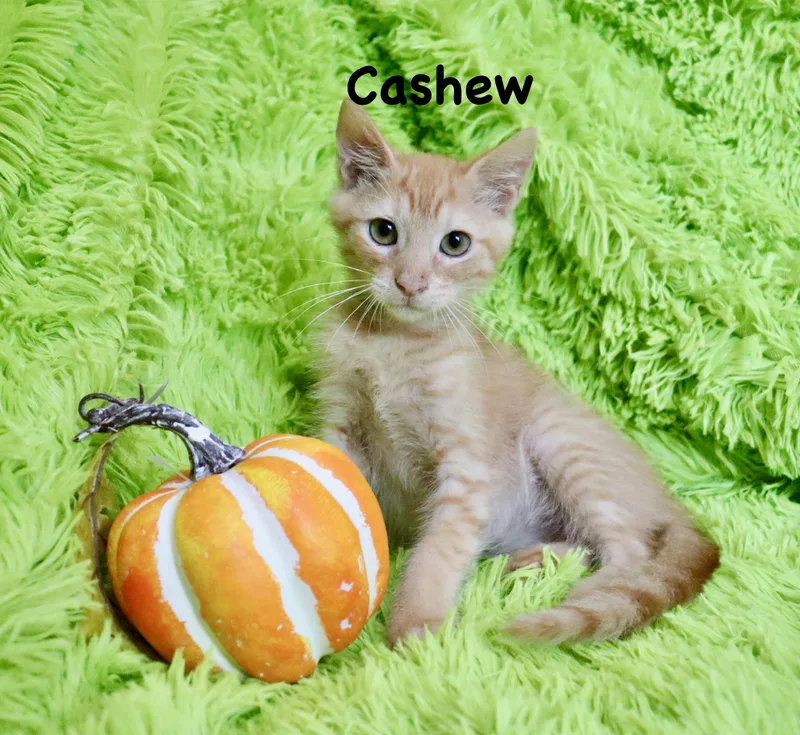 Cashew thumbnail 5