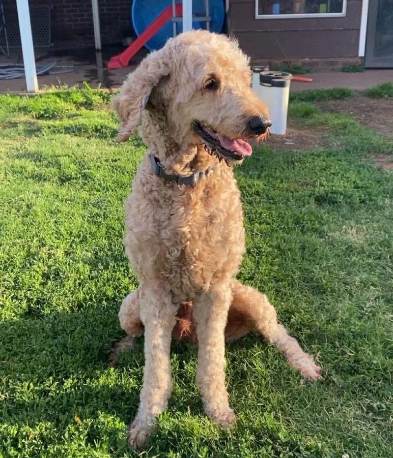 An adult medium-sized male Golden Goldendoodle dog named Jax for adoption in Edmond, OK