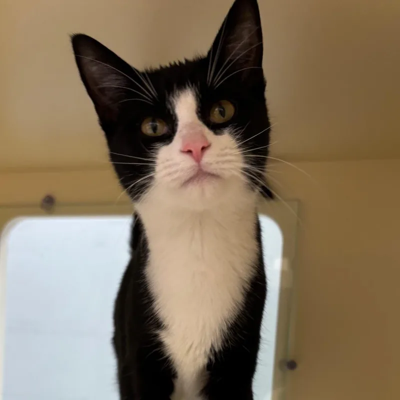 A young small-sized female Black Domestic Short Hair cat named Wish Bear for adoption in Naperville, IL