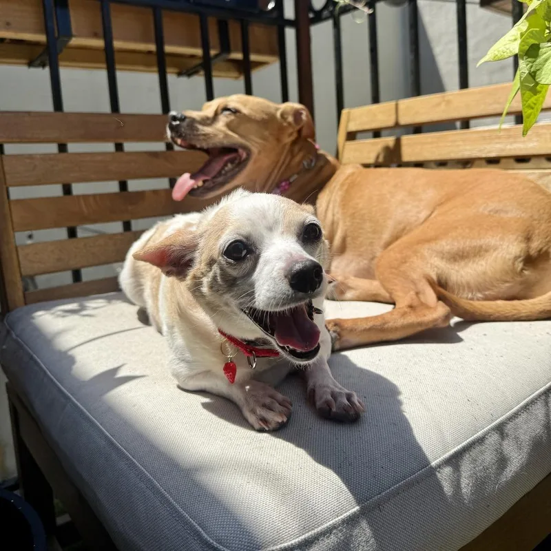 An adult small-sized female White / Cream Chihuahua dog named Muffin for adoption in Brooklyn, NY