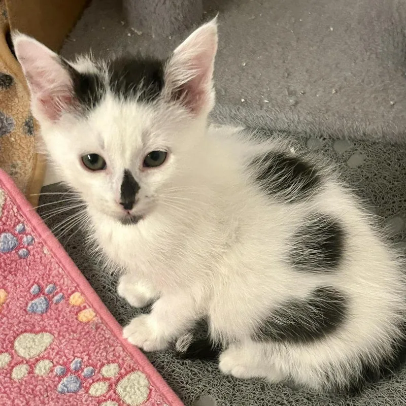 A baby small-sized male White Domestic Medium Hair cat named Cola "col" Lagiglia for adoption in Eagle Mountain, UT