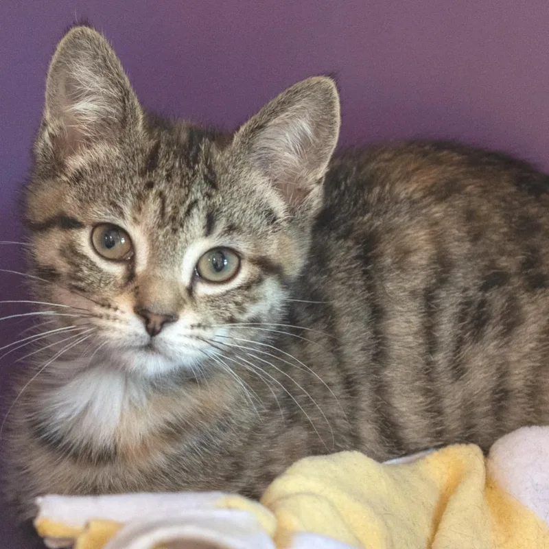 A baby medium-sized female Tabby (Gray / Blue / Silver) Domestic Short Hair cat named Loon for adoption in Pontiac, MI