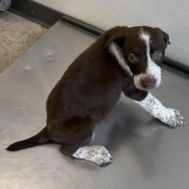 A baby small-sized male Brown / Chocolate Mixed Breed dog named Lefty for adoption in Las Cruces, NM