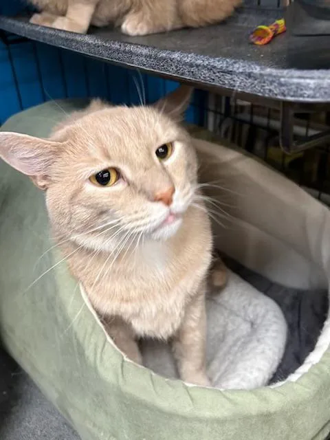 An adult medium-sized male Tabby (Orange / Red) Domestic Short Hair cat named Tandy And Talbot for adoption in Louisville, KY