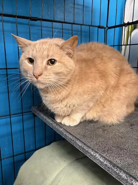 Tandy And Talbot thumbnail 2