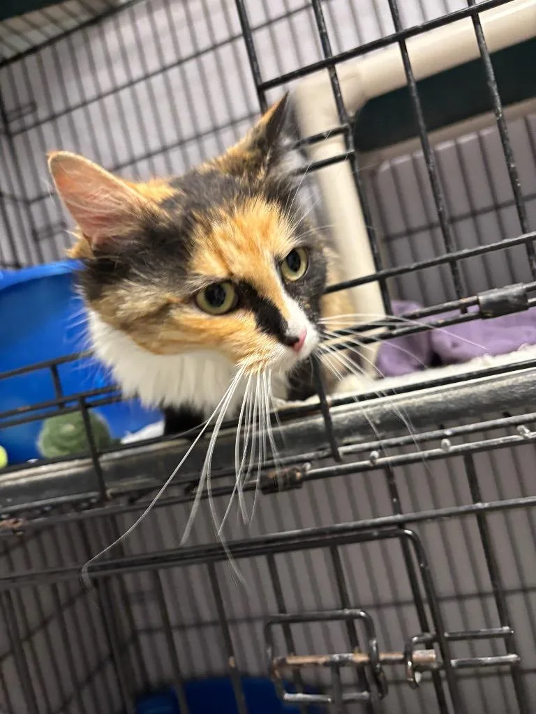 A young medium-sized female Domestic Medium Hair cat named Ruby for adoption in Hartford City, IN