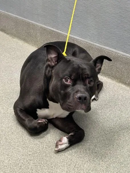 An adult medium-sized male Pit Bull Terrier dog named Griffin B. Sniffin for adoption in Las Vegas, NV