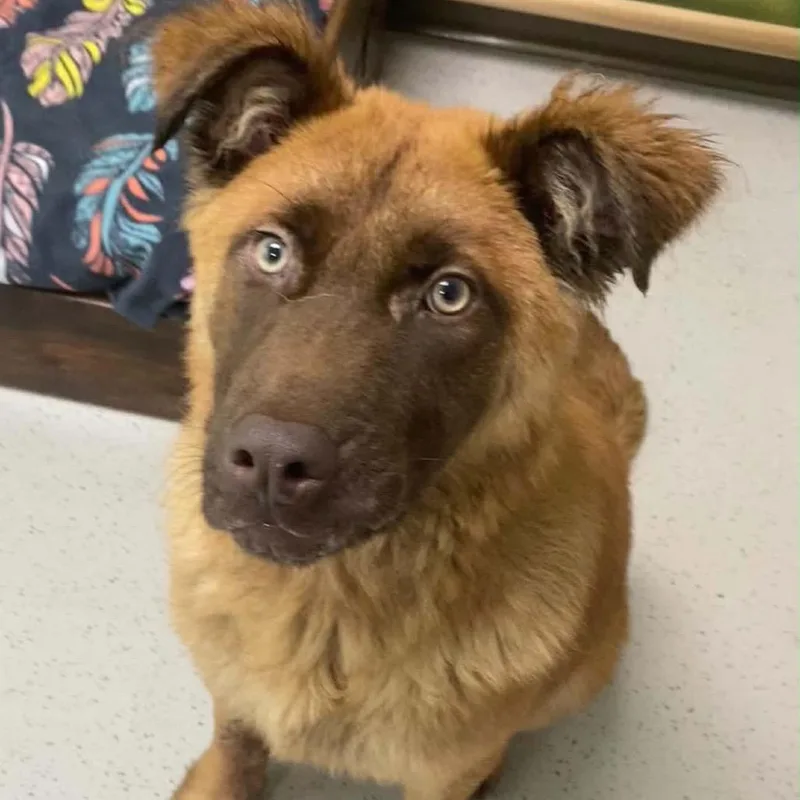 A young medium-sized male Brown / Chocolate Mixed Breed dog named Kingsley for adoption in Auburn, NH