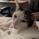 An adult large-sized male Brown / Chocolate Domestic Short Hair cat named Tofu for adoption in Pasadena, CA