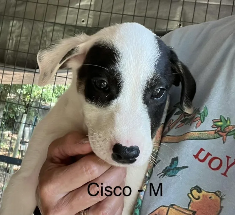 A baby medium-sized male Black Labrador Retriever dog named Cisco for adoption in Parma, OH