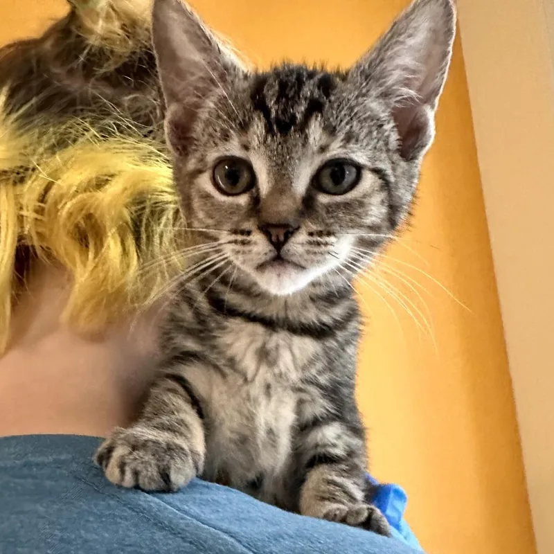 A baby small-sized female Gray / Blue / Silver Domestic Short Hair cat named Maisie for adoption in Chesapeake, VA