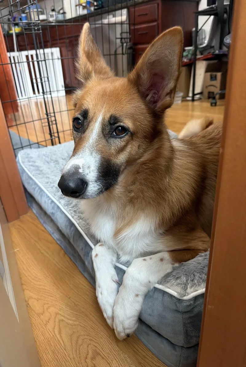 A young medium-sized female Collie dog named Leona for adoption in lynnwood , WA
