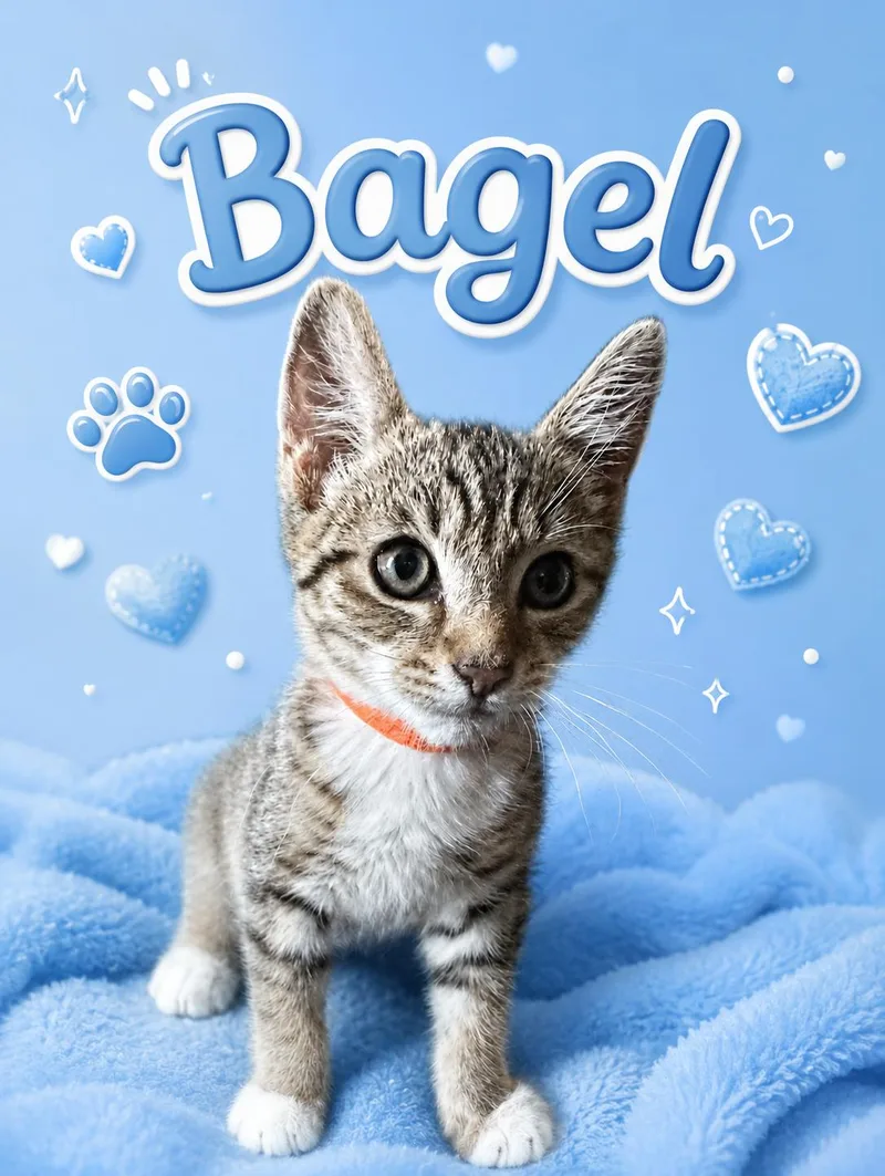 A baby small-sized male Domestic Short Hair cat named Bagel for adoption in Dixon, CA