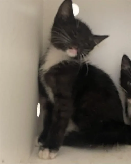 A baby small-sized female Domestic Short Hair cat named Veronica for adoption in Ontario, CA