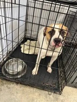 An adult large-sized male Pit Bull Terrier dog named DA Chinco for adoption in Glen Allen, VA