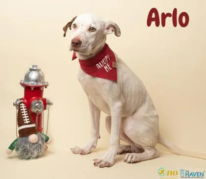 Arlo