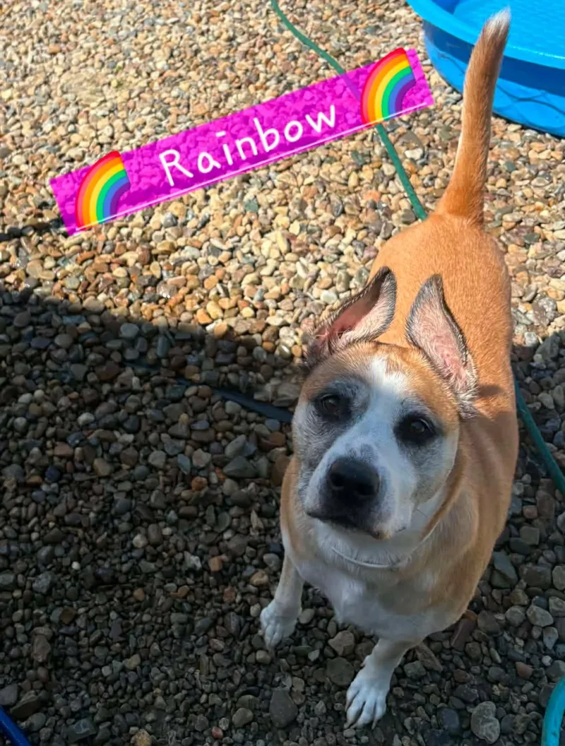 Rainbow