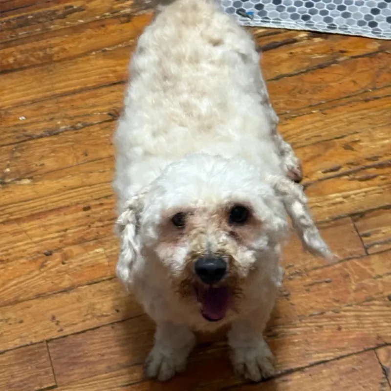 A senior small-sized female White / Cream Bichon Frise dog named Aspen for adoption in Normal, IL