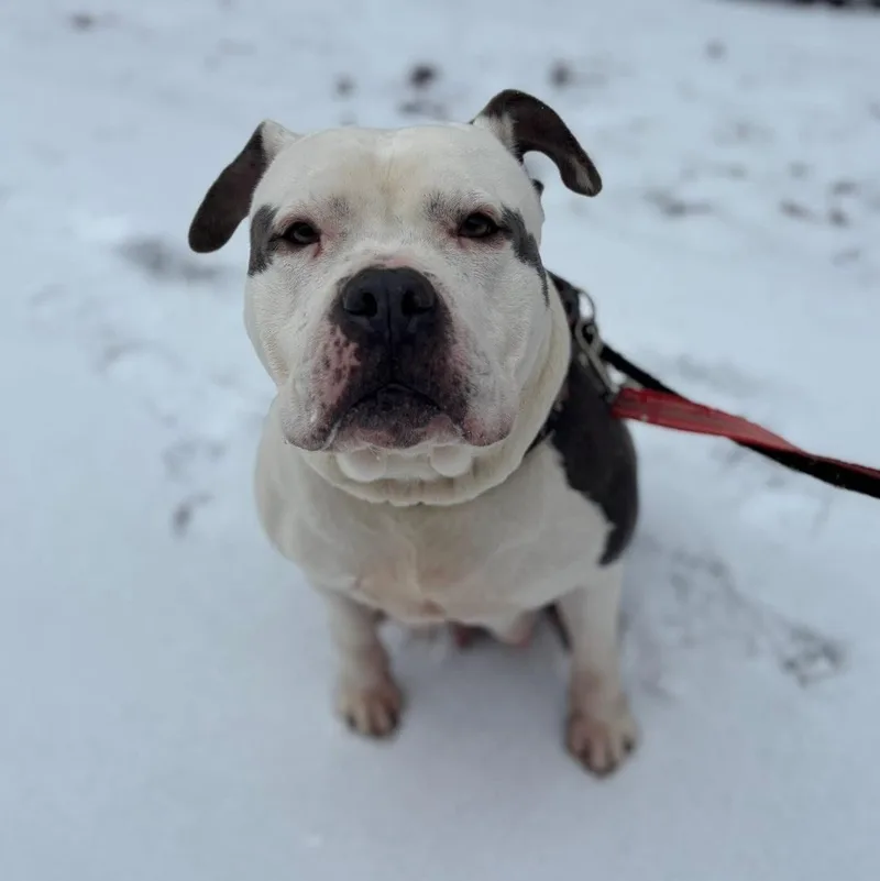 An adult medium-sized female Mixed Breed dog named Adelaide for adoption in Warren, OH