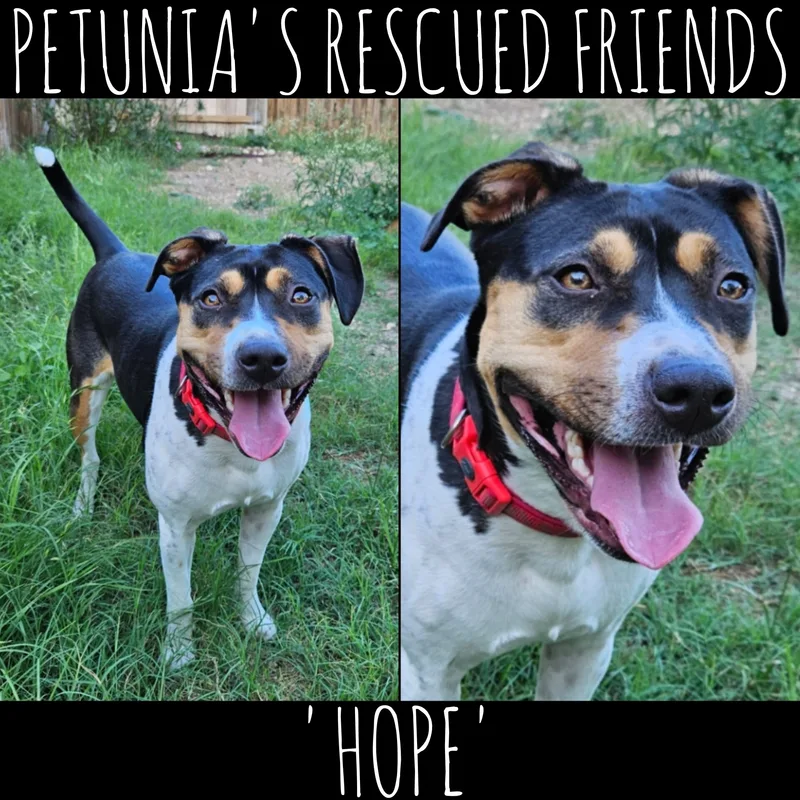 An adult medium-sized female Beagle dog named Hope for adoption in Castroville, TX