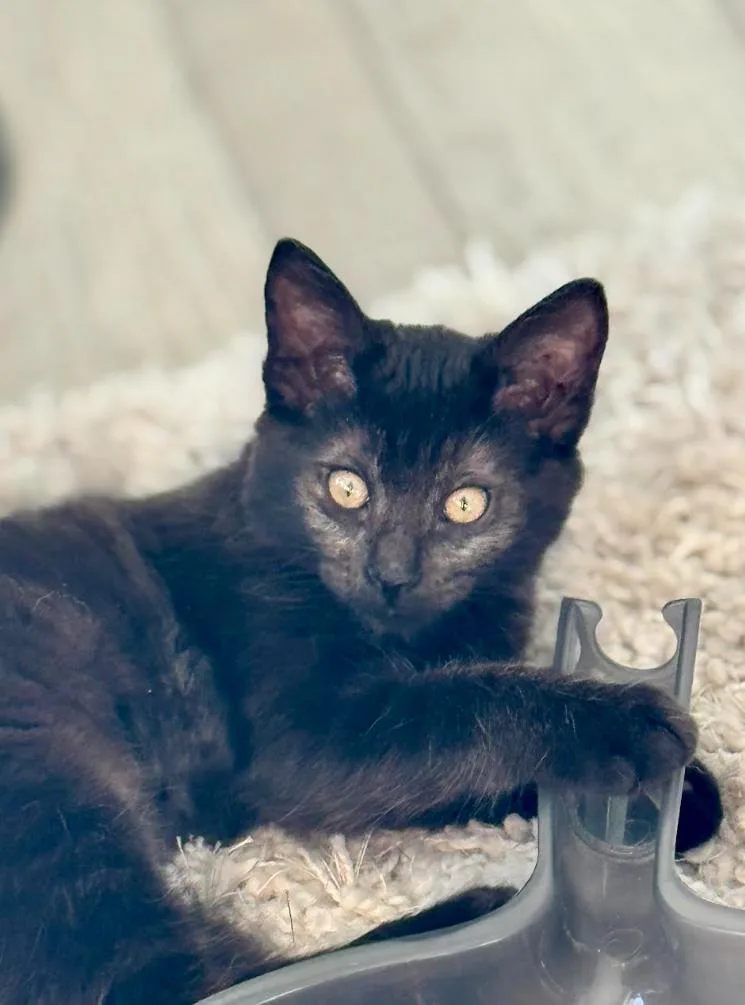 A baby medium-sized female Black Domestic Medium Hair cat named Chloe for adoption in Glendale, AZ