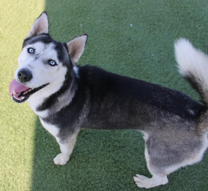 An adult medium-sized female Husky dog named Snow for adoption in Wasco, CA