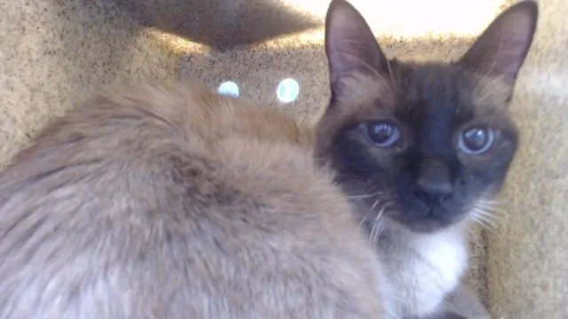 An adult medium-sized male Domestic Medium Hair cat named Archie for adoption in Downey, CA
