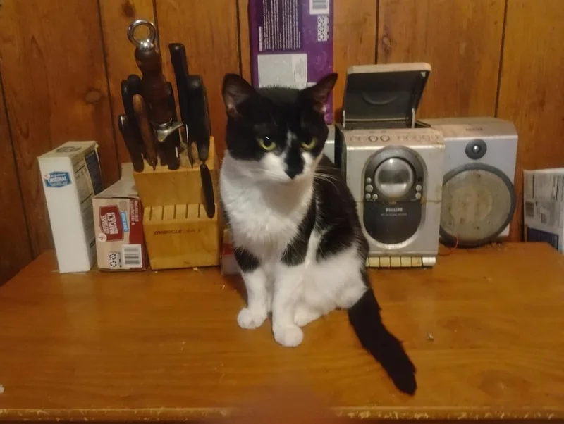 An adult medium-sized female Domestic Short Hair cat named Margaret for adoption in Wilmington, NC