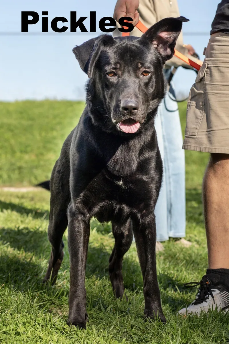 An adult medium-sized male Black Mixed Breed dog named Pickles for adoption in Macomb, IL