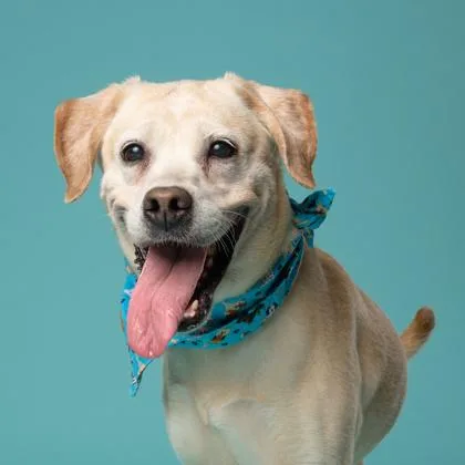 A senior medium-sized female Mixed Breed dog named Shuri for adoption in Atlanta, GA