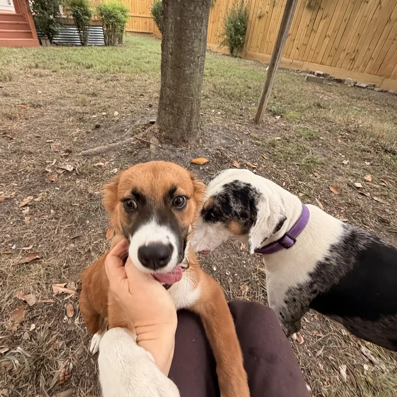 Nellie thumbnail 4