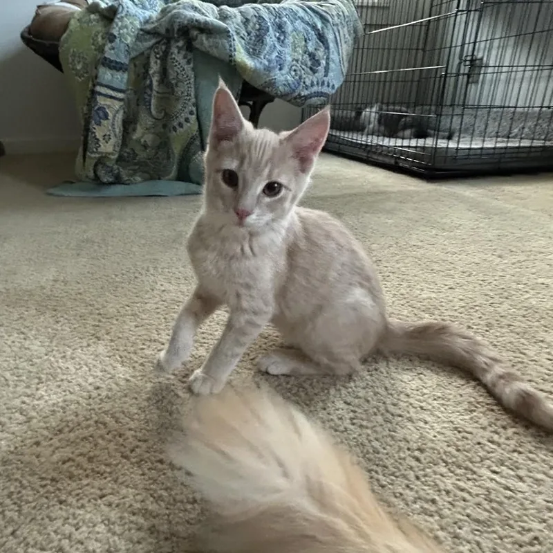 A baby medium-sized male Buff / Tan / Fawn Domestic Short Hair cat named Tanner for adoption in Springdale, AR
