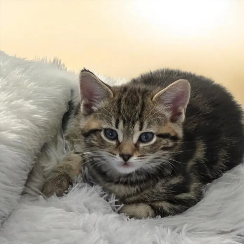 A baby small-sized male Domestic Short Hair cat named Doc Hudson for adoption in Clinton Township, MI