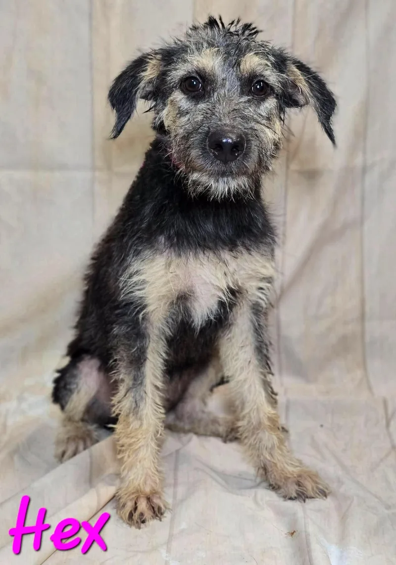 A young medium-sized female Terrier dog named Hex for adoption in Milwaukee, WI
