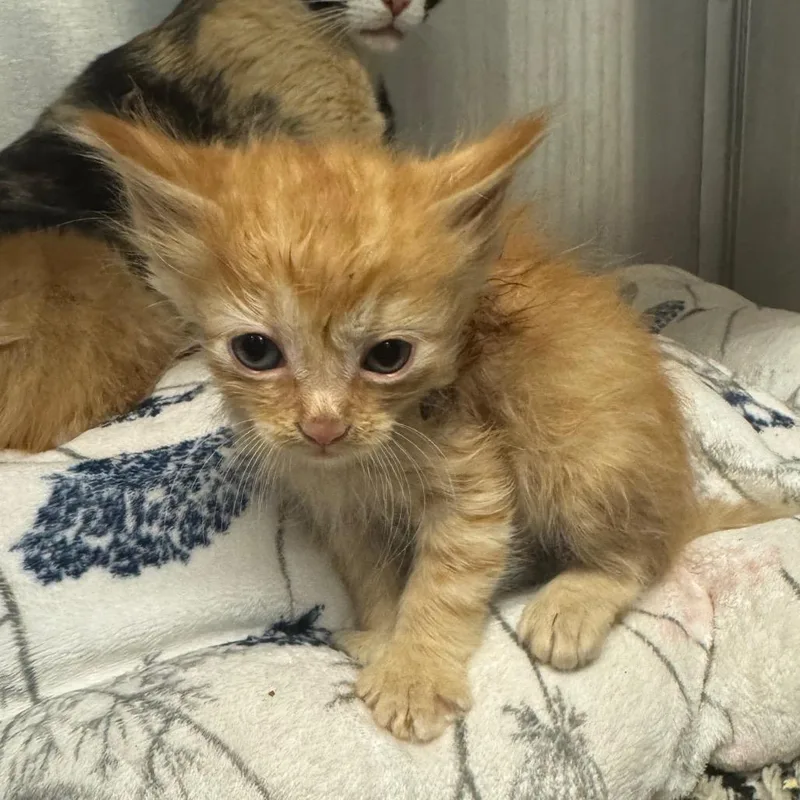 A baby small-sized male Orange / Red Domestic Short Hair cat named Clifford for adoption in Los Angeles, CA