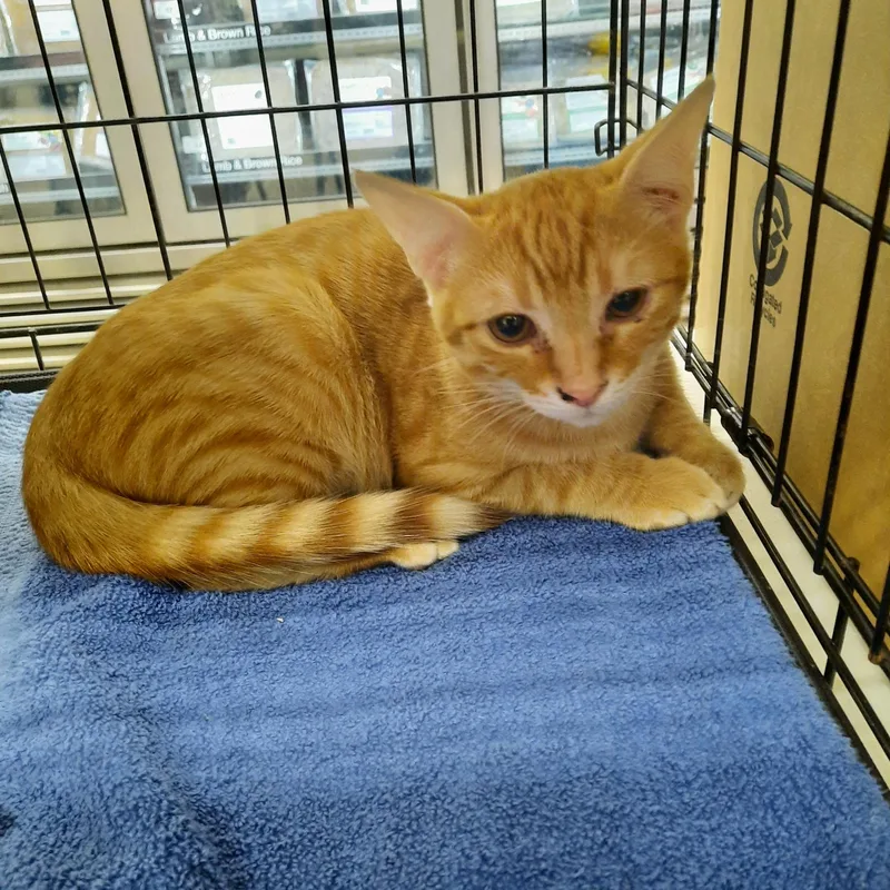 A young medium-sized male Domestic Short Hair cat named Sunkist for adoption in Huffman, TX